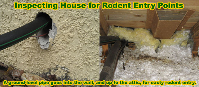 Rat Removal Cost Price And How To Remove Rats And Mice And Rodents Inside And Outside