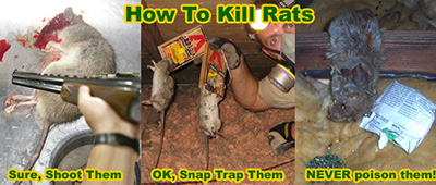 Kill Rats