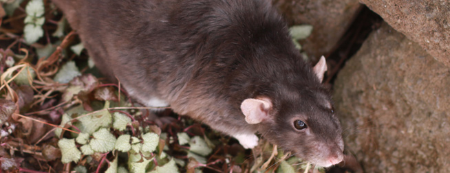 Do more rats live in urban areas or wild areas?